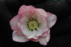 Helleborus�x hybridus `Winter Jewel Cotton Candy�